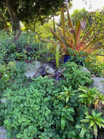 Jardin Des Anges-Bungalows Creoles Et Studio Le Moule Buitenkant foto