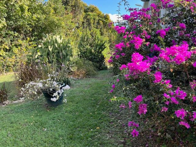 Jardin Des Anges-Bungalows Creoles Et Studio Le Moule Buitenkant foto